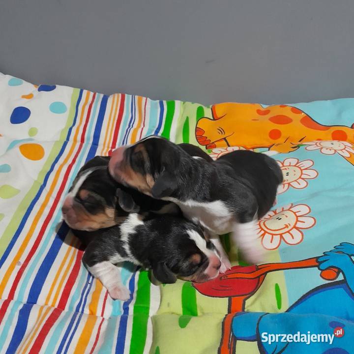 Beagle szczeniaki ZKwP FCI elitarne pochodzenie Żywiec