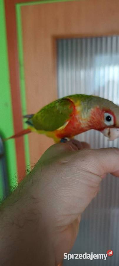 Ręcznie karmione rudosterki z papierami i dna na Zwierzęta sprzedam