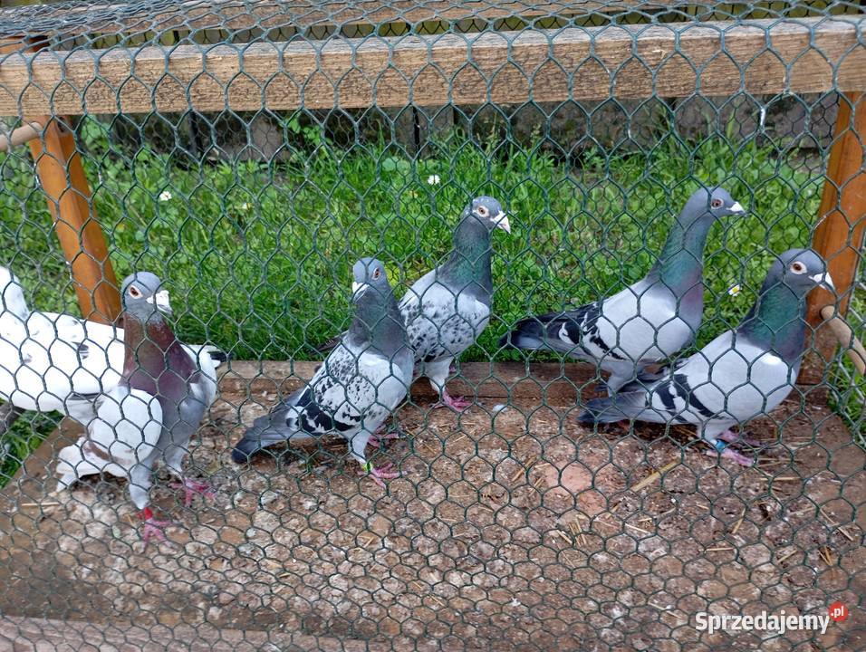 Sprzedam gołębie pocztowe likwidacja hodowli Kłodawa