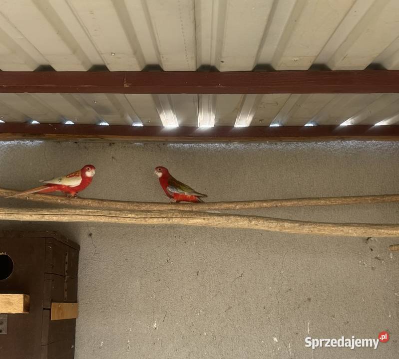 Rozella rozelle rozela rozele Solec-Zdrój