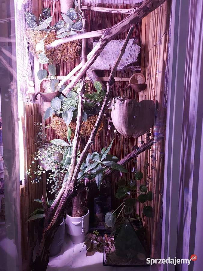 Paludarium vivarium terrarium Pozostałe