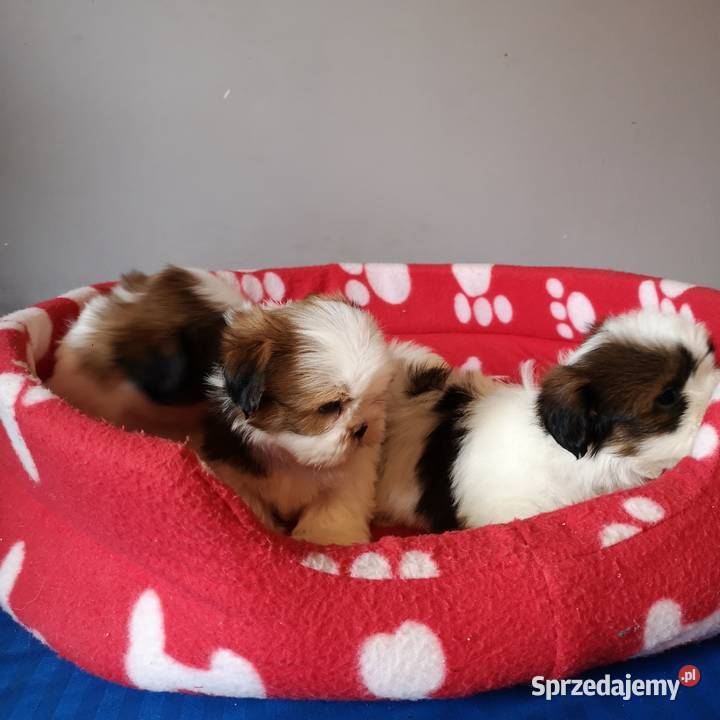Szczenięta rasy SHIH TZU Biało Czarne Tricolor Szczecinek