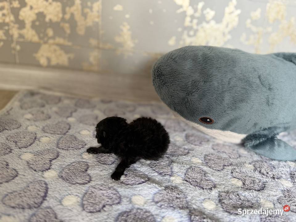 Szpic miniaturowy pomeranian chłopcy śląskie Poniszowice