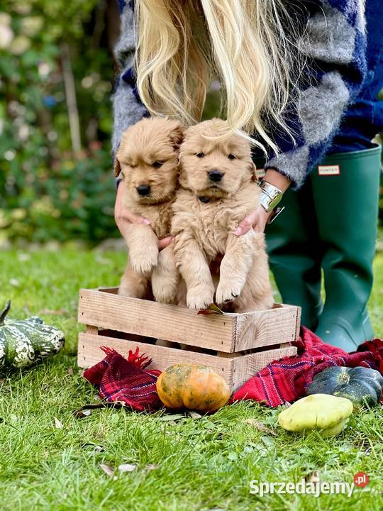 Golden Retriever ZKwP FCI ciemnozłoty linia Żukowo