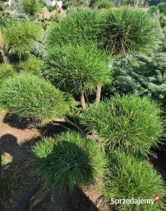 Czarna sosna bonzai bonsai wielkopolskie sprzedam