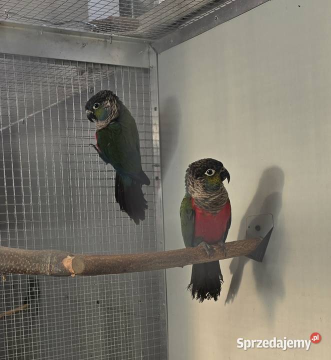 Sprzedam papugi