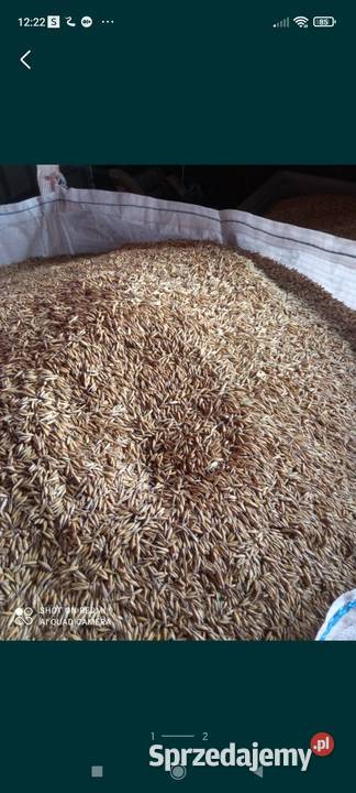 Owies bingo Horoszki Małe