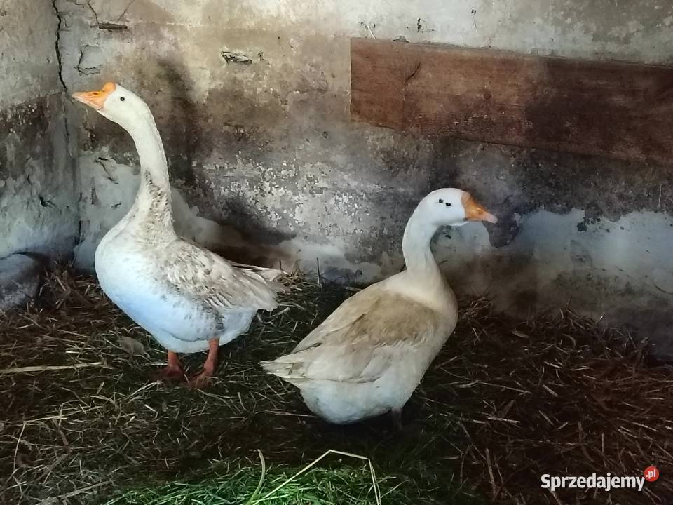 Sprzedam parę gęsi kołudzkich z jajkiem Drób i ptactwo Łaskarzew