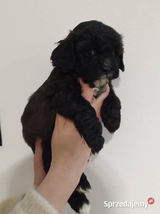 Shihpoo samiec Shihtzu tricolor pudel miniatura Pozostałe Lutoryż