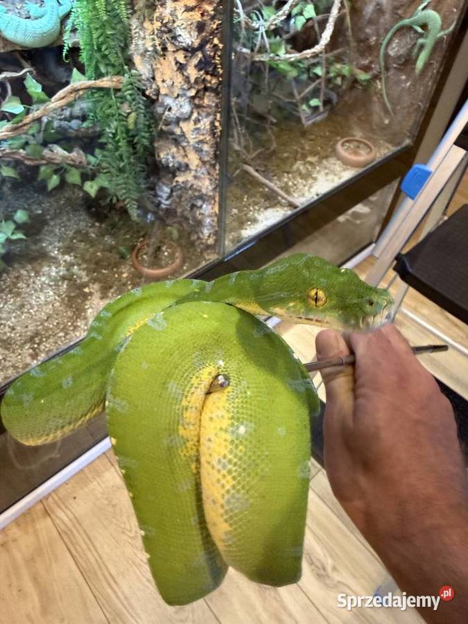 Morelia viridis pyton zielony Częstochowa sprzedam