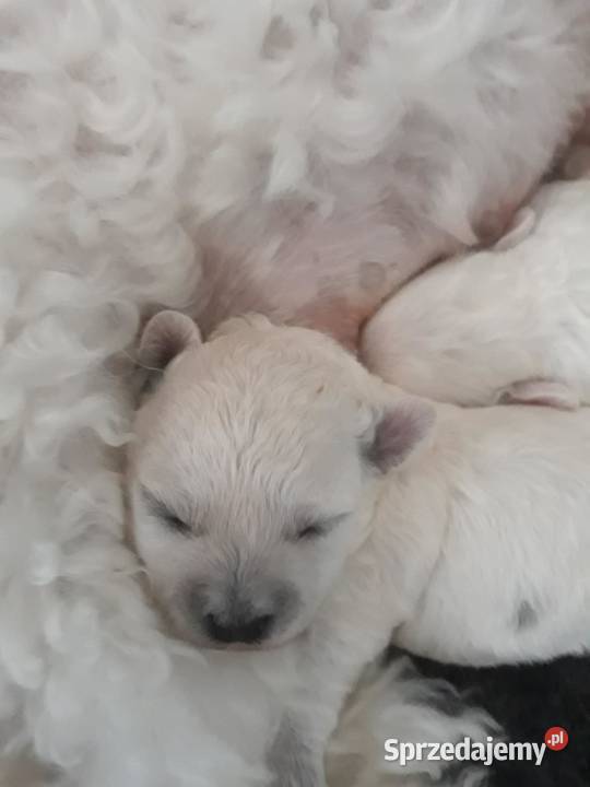 Szczenię Bichon Frise