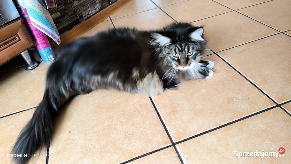 Maine coon kotka drapak kuweta klatka Maine Coon śląskie Wieszowa sprzedam