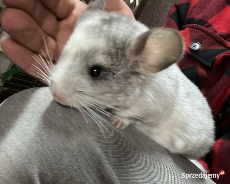 Szynszyl szynszyla mozaika samiczka Starogard Gdański