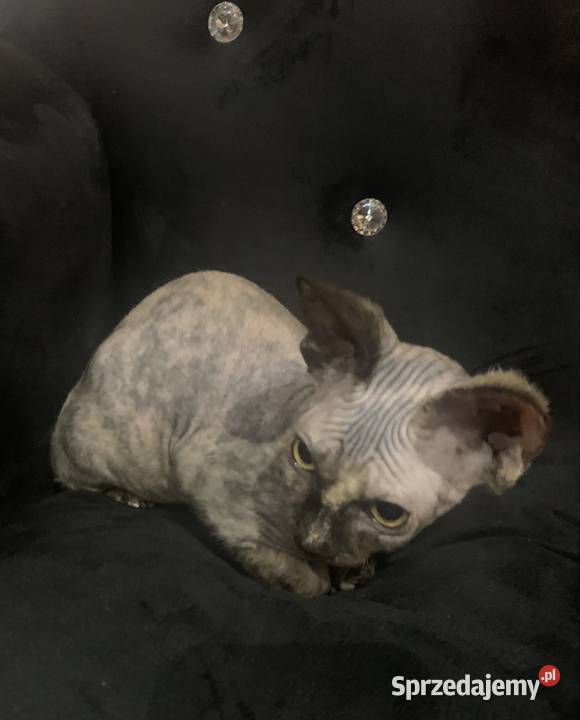 Sfinks Kanadyjski Diablica tygryska Rodowód Leszno