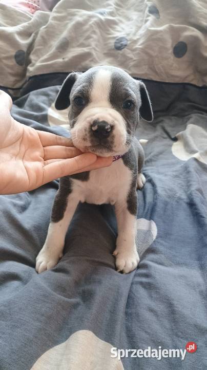 Amstaff Chłopaki Szczeniąta Radomsko