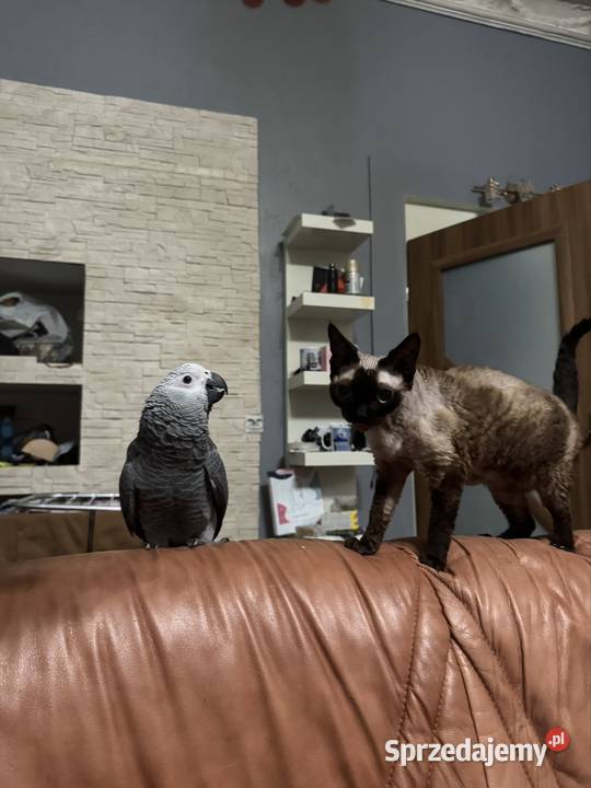 Kot devon rex 4 lata Devon Rex