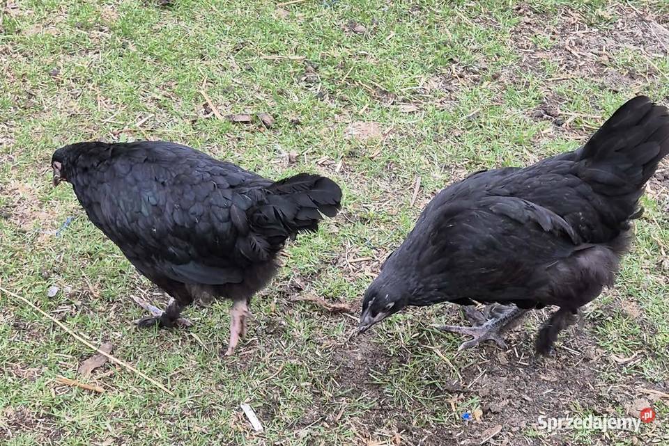 Kurczaki Marans Dark Shell mazowieckie Rzewnie