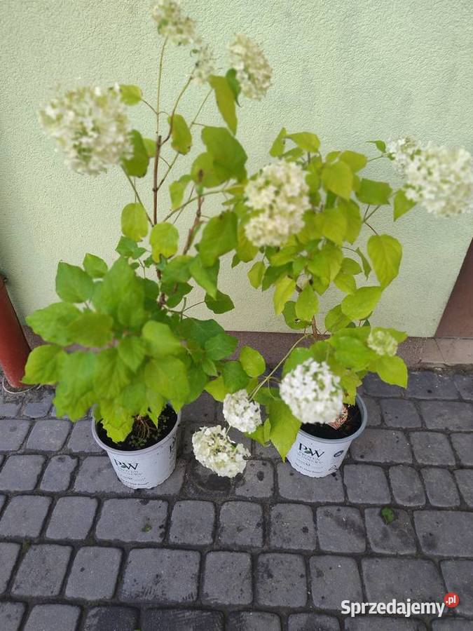 Zestaw Duże rośliny wieloletnie Ogród Nisko