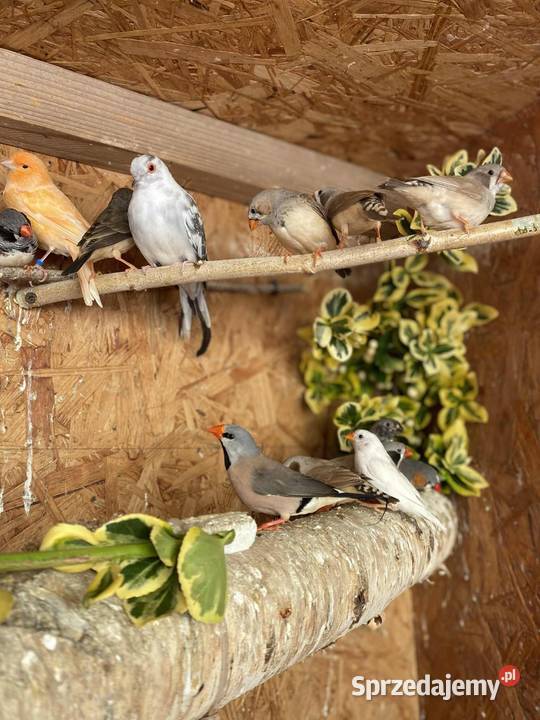 Sprzedam zeberki Mechlin sprzedam