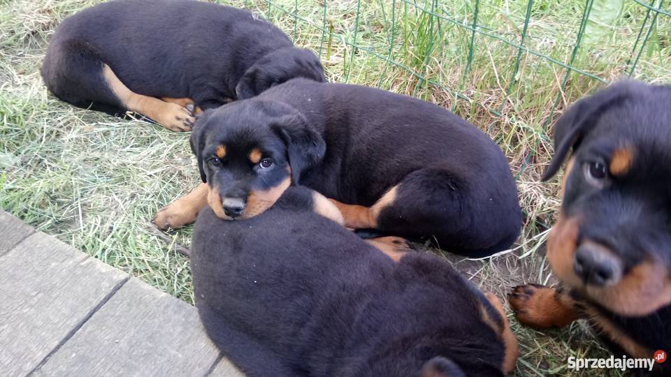 Rottweiler Rottweilery Szczenięta Suczki Pieski łódzkie Łódź