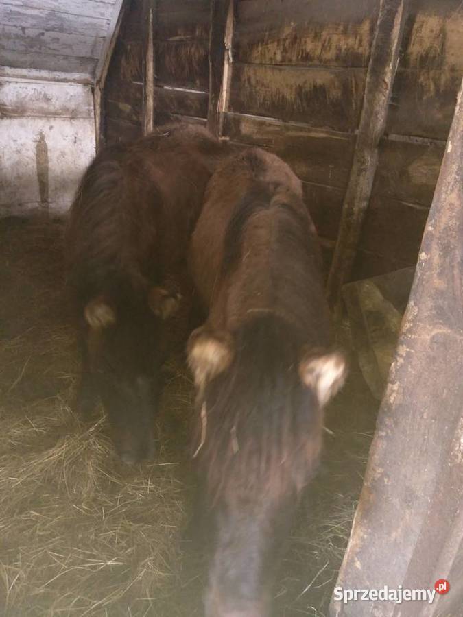 Źrebaki sprzedam ogierki Sękowa