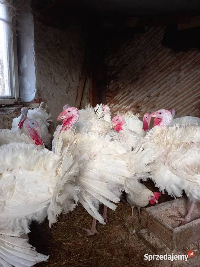 Indyki brojlery Sobków