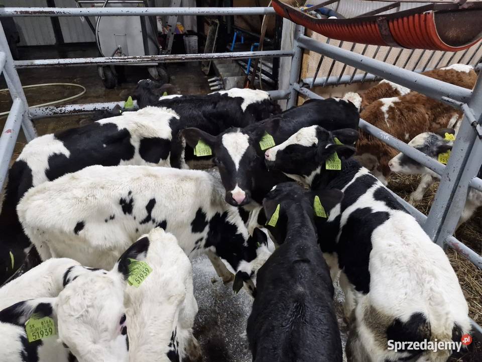 Sprzedam byczki Brodnica