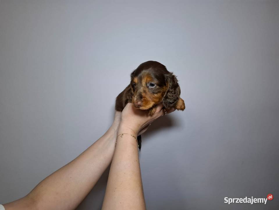 Jamnik długowłosy czekoladowy merle Dauschaund Żychlin