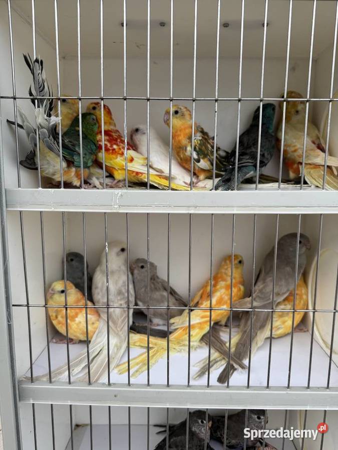 Sprzedam papugi podkarpackie Rzeszów