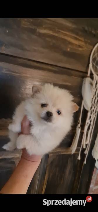 Pomeranian szpic miniaturowy szczeniaki suczki Frysztak