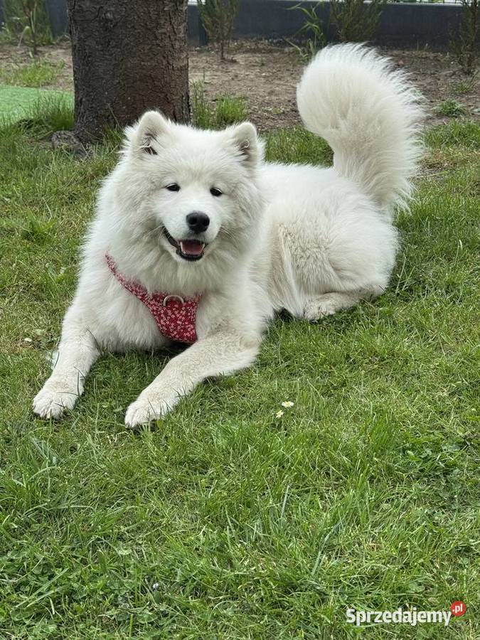 Samojed suczka roczna
