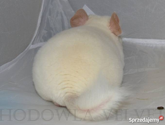 Szynszyla szynszyl samiec PINK WHITE biały wielkopolskie Perzyce