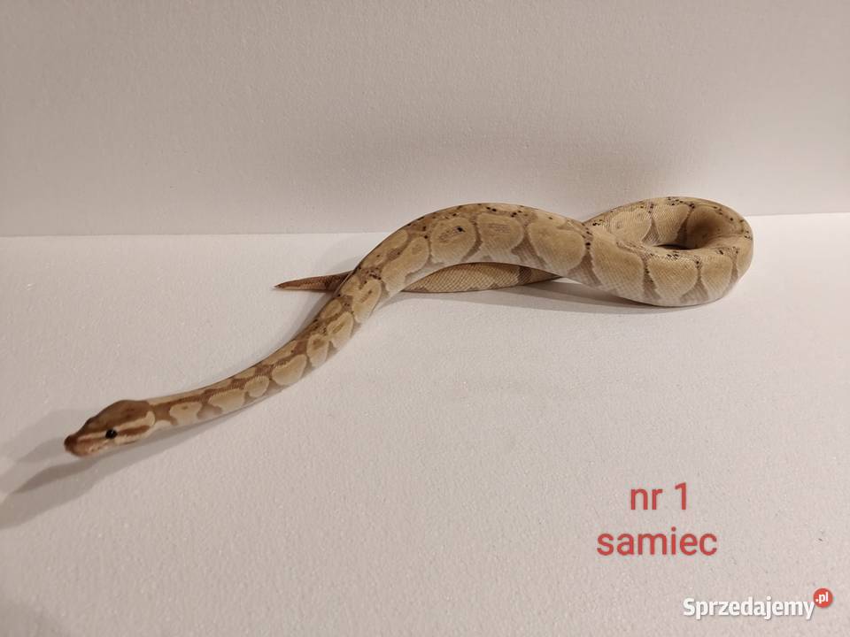 Węże regiusy śląskie Dąbrowa Górnicza