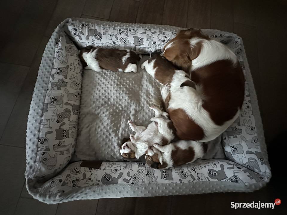 Płochacz holenderski Netherlandse Kooikerhondje Warszawa