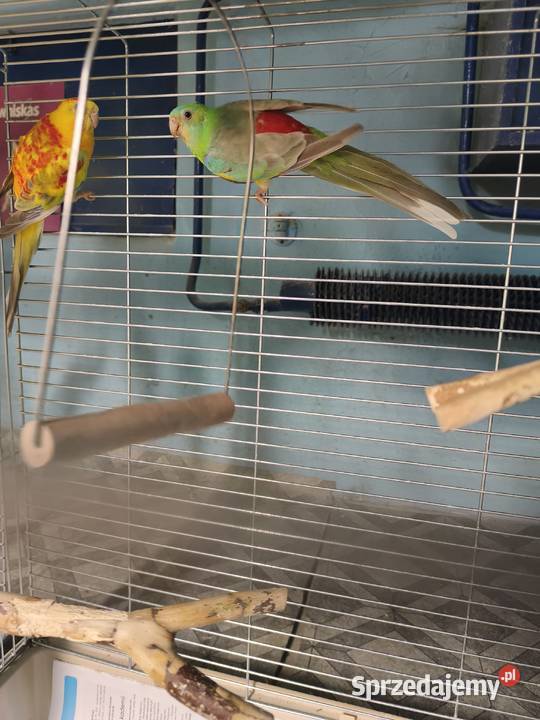 Świergotki seledynowe Poznań sprzedam