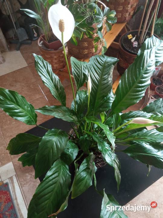 Skrzydłokwiat duży roślina domowa Nowy Sącz