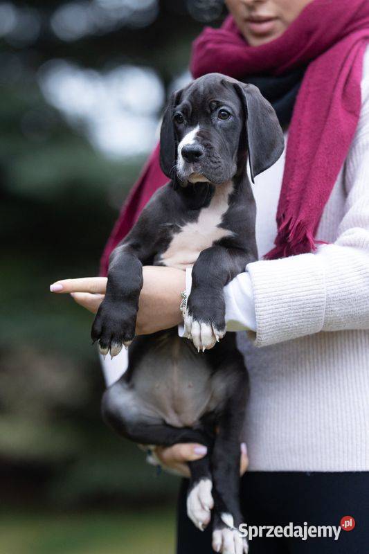 Suczka dog niemiecki czarna rodowodowa mazowieckie Mszczonów