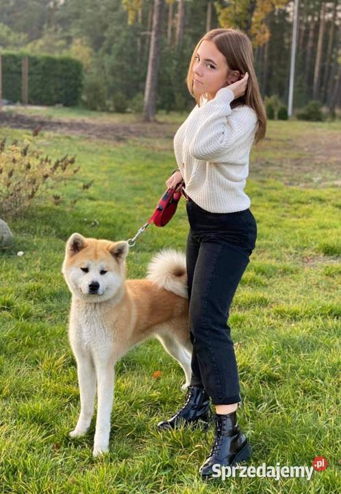 Sprzedam suczkę Akity Rzeszów