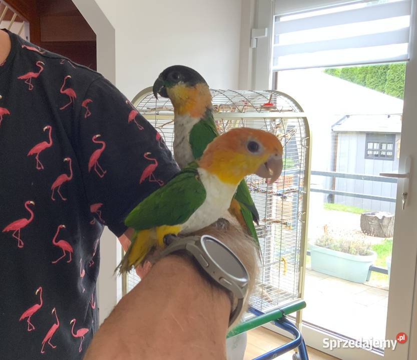 Barwinka białobrzucha oswojona samiec Mysłowice