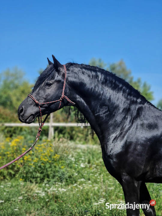 Ogier fryzyjski lat 8 Lublin