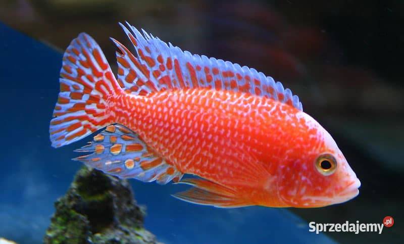Aulonocara sp. Fire fish