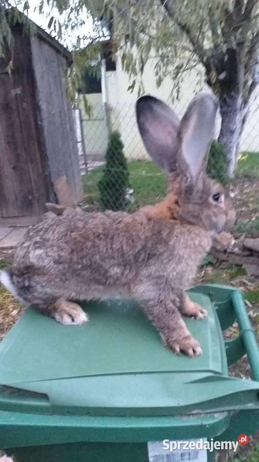 Olbrzymy Belgijskie BOSS Łagów