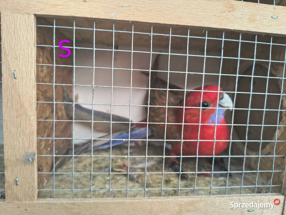 Rozelle królewksie Jaworowa sprzedam