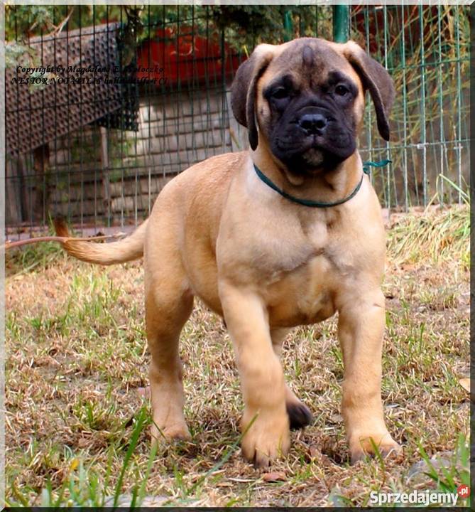Bullmastiff Lublin