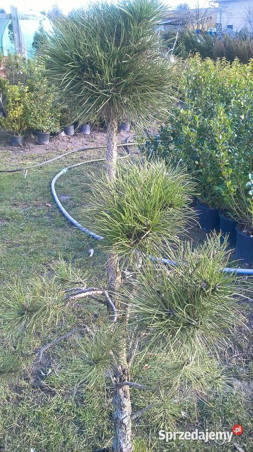 Najtańsze Bonsai Ogrodowe mazowieckie Mszczonów