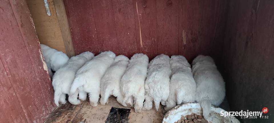 Owczarek podhalański szczeniak pies suczka