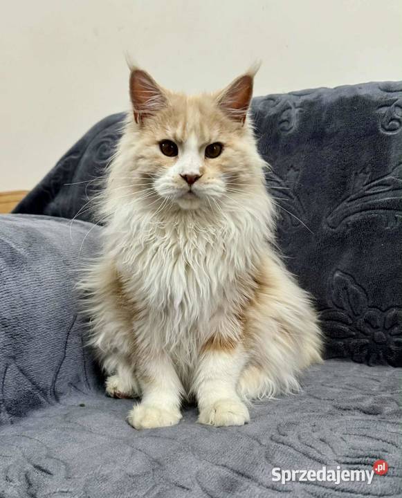 Maine Coon Kocur WCF 5 pokoleniowy rodowód Zwierzęta Daleszyce sprzedam