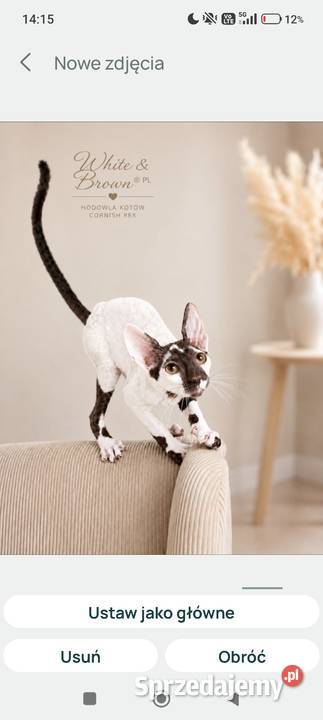 Cornish Rex kocurek arlekin gotowy do odbioru Słupsk