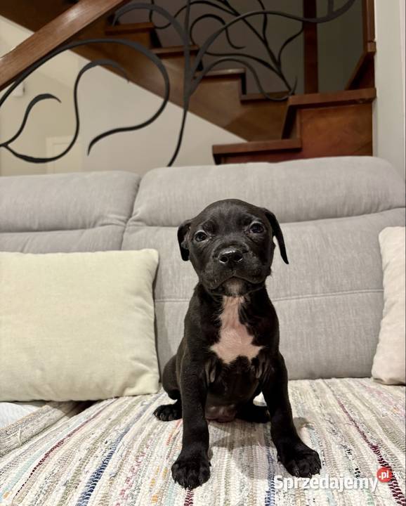 Amstaff Piesek Amstaff Grodzisk Wielkopolski