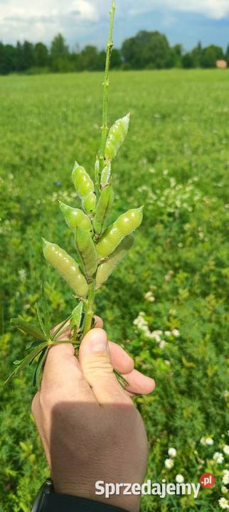 Łubin wąskolistny Węgorzewo